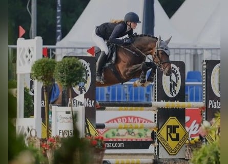 German Riding Pony, Stallion, 8 years, 14,1 hh, Bay-Dark