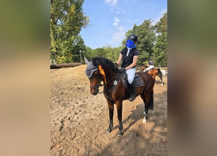 German Riding Pony, Stallion, 9 years, 14.2 hh, Brown