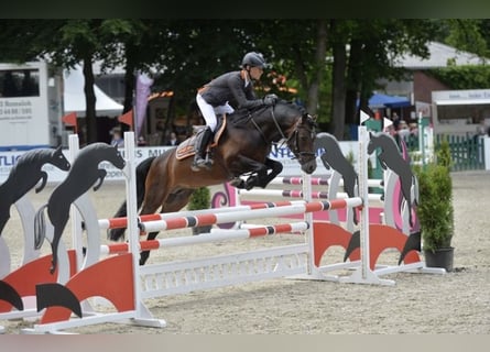 German Riding Pony, Stallion, 15 years, 14,1 hh, Brown