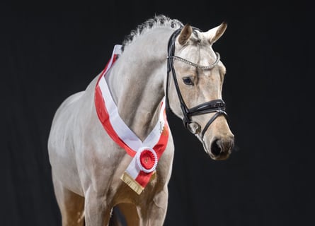 German Riding Pony, Stallion, 3 years, 14.1 hh, Buckskin