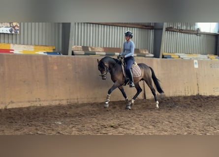 German Riding Pony, Stallion, 3 years, 14.1 hh, Buckskin