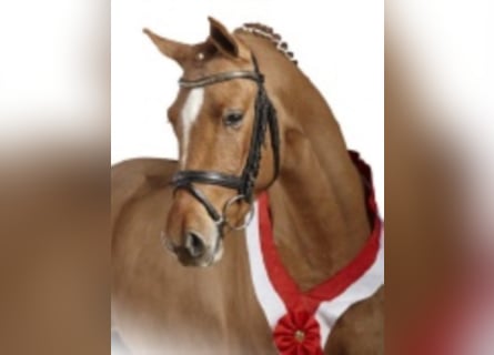 German Riding Pony, Stallion, 16 years, 14.1 hh, Chestnut-Red