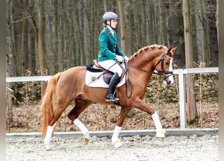 German Riding Pony, Stallion, 6 years, 14 hh, Chestnut-Red