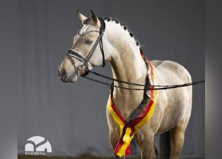 German Riding Pony, Stallion, 5 years, 14.2 hh, Dun