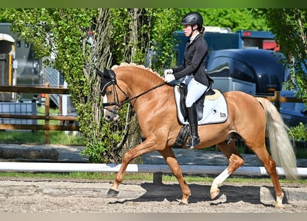 German Riding Pony, Stallion, 5 years, 14.1 hh, Dun