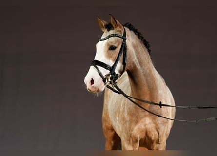 German Riding Pony, Stallion, 3 years, 14,1 hh, Dun