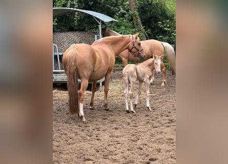German Riding Pony, Stallion, Foal (04/2024), 10 hh, Palomino