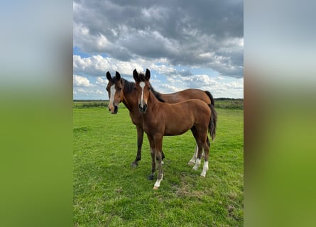 German Riding Pony, Stallion, Foal (04/2023), 14.2 hh, Brown