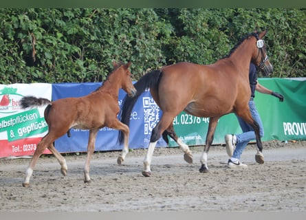 German Riding Pony, Stallion, Foal (04/2024), 14.2 hh, Brown