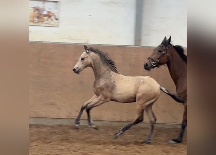 German Riding Pony, Stallion, Foal (01/2026), 14.2 hh, Buckskin