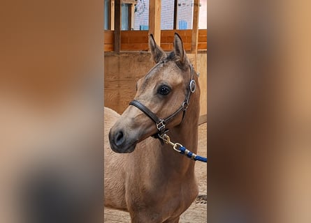German Riding Pony, Stallion, Foal (03/2026), 14.2 hh, Buckskin