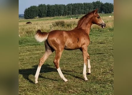 German Riding Pony, Stallion, Foal (03/2023), 14.2 hh, Chestnut-Red