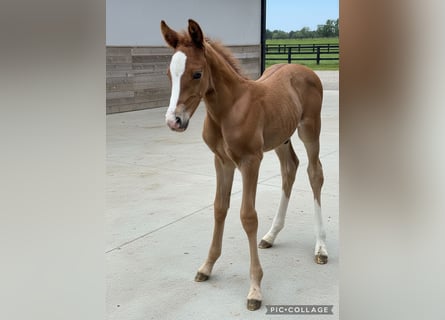German Riding Pony, Stallion, Foal (05/2026), 14.2 hh, Chestnut-Red