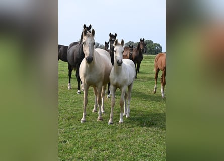 Deutsches Reitpony, Hengst, Fohlen (05/2024), 14,2 hh