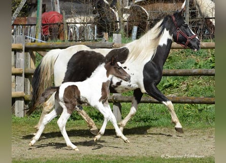 German Riding Pony, Stallion, Foal (03/2023), 14.2 hh, Tobiano-all-colors