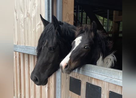 Deutsches Reitpony, Hengst, Fohlen (02/2024), 14,2 hh, Tobiano-alle-Farben