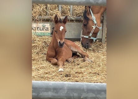 German Riding Pony, Stallion, , 14,1 hh, Bay-Dark