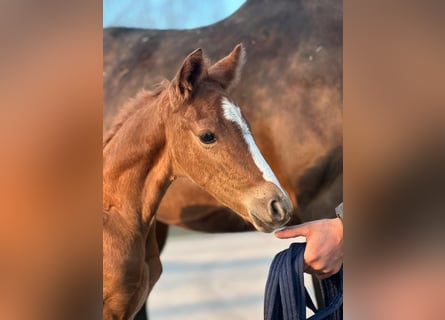 German Riding Pony, Stallion, Foal (03/2026), 14,1 hh, Chestnut-Red