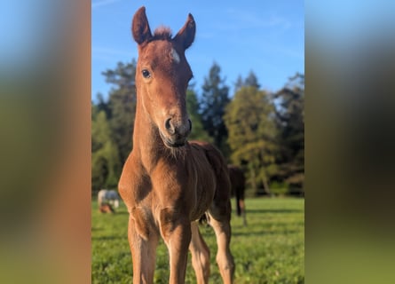 German Riding Pony, Stallion, , 14,1 hh, Chestnut-Red