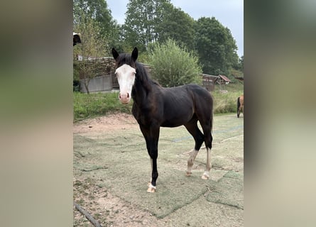 German Riding Pony Mix, Stallion, Foal (01/2025), 14,2 hh, Black