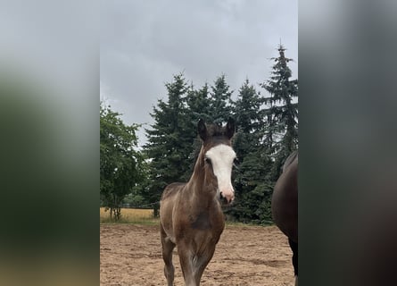 German Riding Pony, Stallion, Foal (05/2025), 14,2 hh, Brown