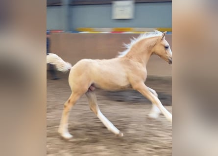 German Riding Pony, Stallion, , 14,2 hh, Palomino