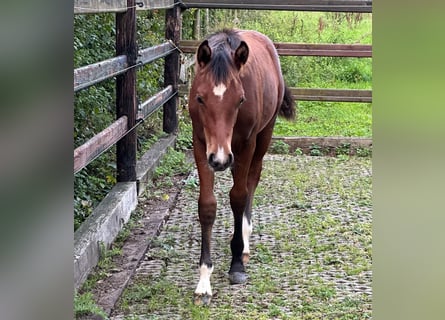 German Riding Pony, Stallion, Foal (05/2023), Bay-Dark