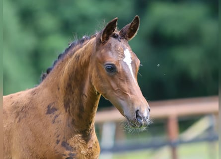 German Riding Pony, Stallion, Foal (05/2024), Bay-Dark