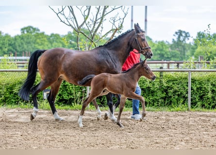 German Riding Pony, Stallion, , Brown