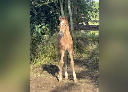 German Riding Pony, Stallion, Foal (06/2024), Brown