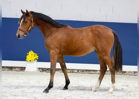 German Riding Pony, Stallion, Foal (05/2025), Brown