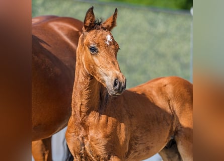 German Riding Pony, Stallion, Foal (05/2026), Brown