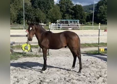 German Riding Pony, Stallion, Foal (01/2025), Brown