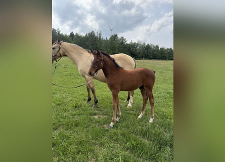 German Riding Pony, Stallion, , Brown