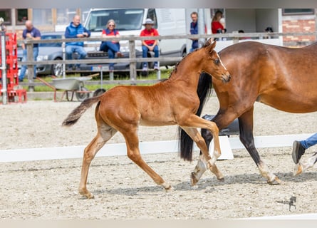 German Riding Pony, Stallion, Foal (04/2024), Brown