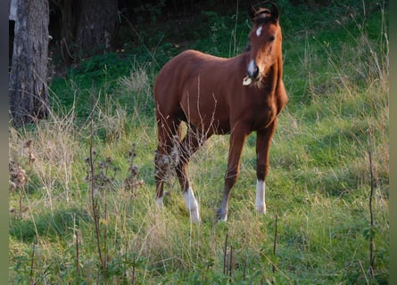German Riding Pony, Stallion, Foal (04/2026), Brown