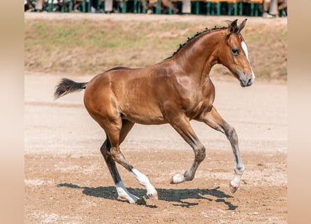 German Riding Pony, Stallion, , Brown