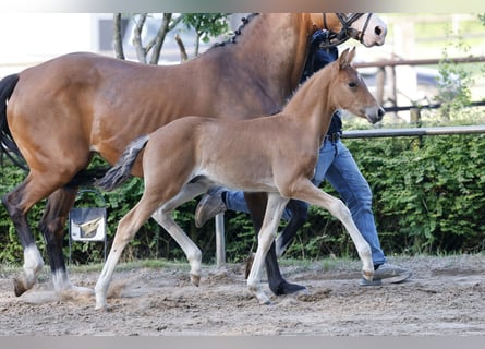 German Riding Pony, Stallion, Foal (04/2026), Brown