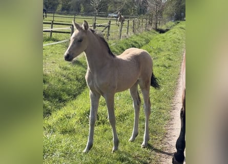 German Riding Pony, Stallion, Foal (01/2026), Buckskin