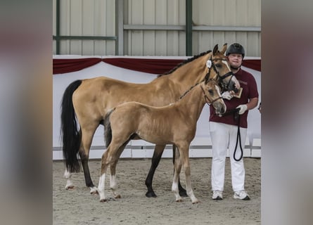 German Riding Pony, Stallion, , Buckskin