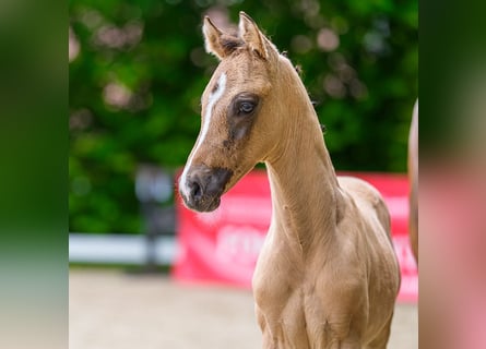 German Riding Pony, Stallion, Foal (04/2026), Buckskin