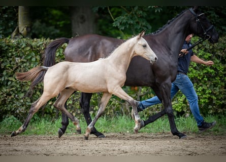 German Riding Pony, Stallion, Foal (01/2023), Buckskin