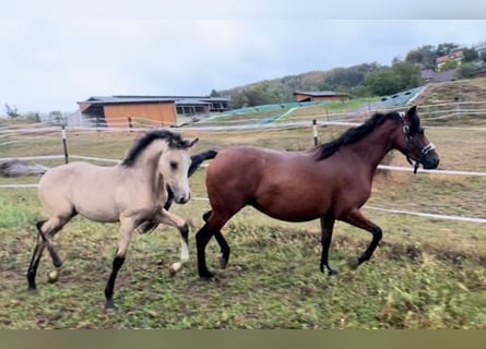 German Riding Pony, Stallion, , Buckskin