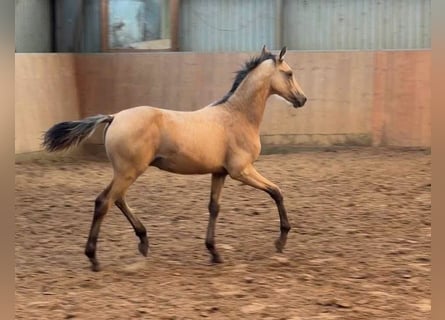 German Riding Pony, Stallion, Foal (03/2026), Buckskin
