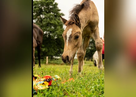 German Riding Pony, Stallion, Foal (01/2026), Buckskin