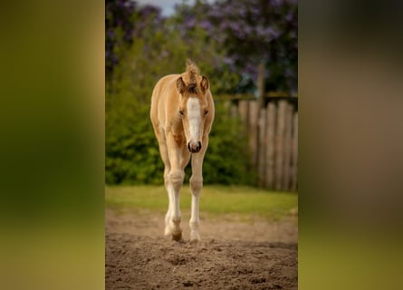 German Riding Pony, Stallion, Foal (03/2026), Buckskin
