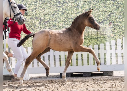 German Riding Pony, Stallion, Foal (02/2026), Can be white