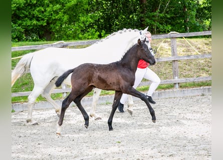 German Riding Pony, Stallion, , Can be white