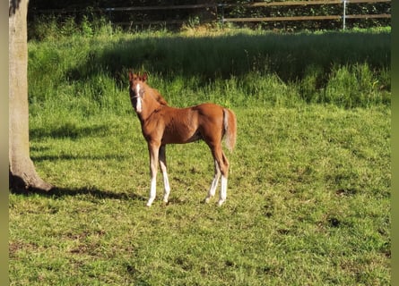 Deutsches Reitpony, Hengst, Fohlen (04/2024), Dunkelfuchs