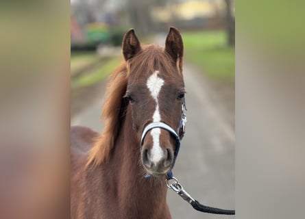 German Riding Pony, Stallion, , Chestnut